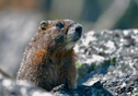 Marmota flaviventris